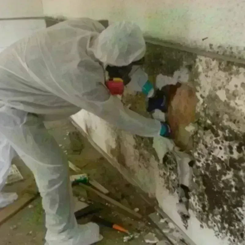 Mold Remediation and Removal in Geneseo, NY